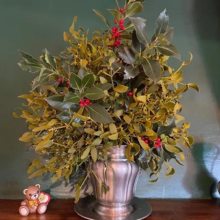 Dell'orso Pescasseroli