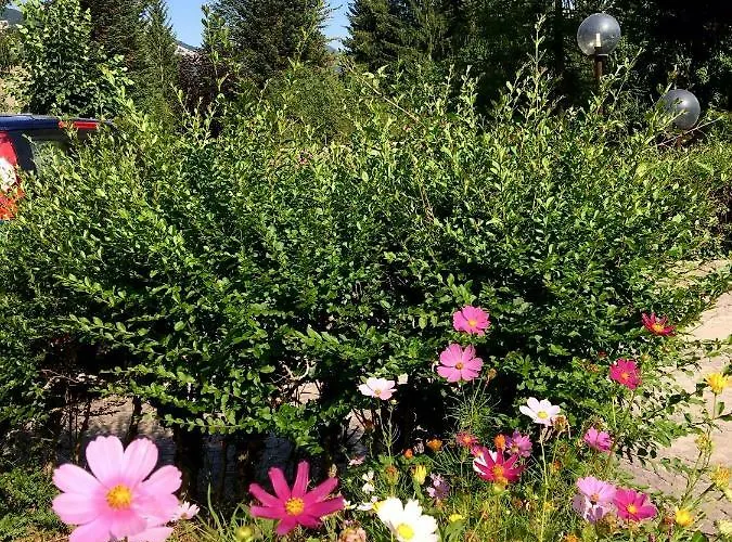 Dell'orso Апартаменты Пескассероли